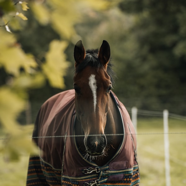 Turnout Rug 300g